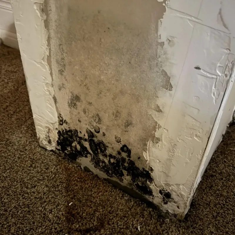 Professional Mold Removal in Weber City, VA